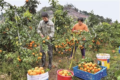 仙居：柑橘“甜蜜”丰收